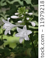 Tamashi kanzashi 11979218
