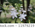 Tamashi kanzashi 11979219