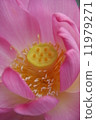 Lotus 11979271