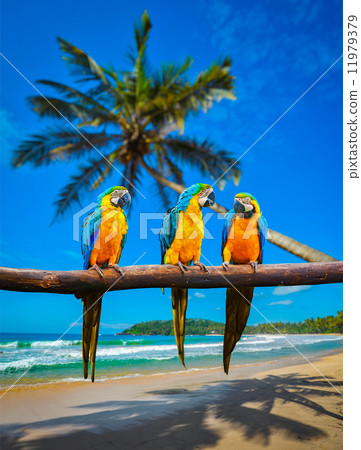 Blue-and-Yellow Macaw Ara ararauna parrots 11979379