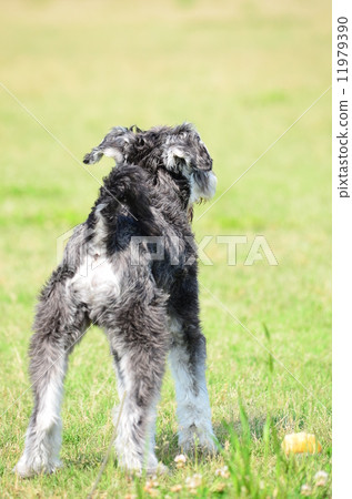 後視圖♪ 11979390