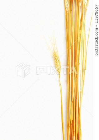 Wheat isolated on white Wheat isolated on white 11979657