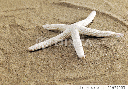 Starfish on sand Starfish on sand 11979665