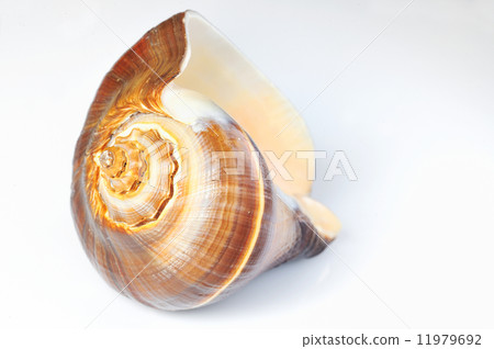 Sea shell on a white background Sea shell on a white background 11979692