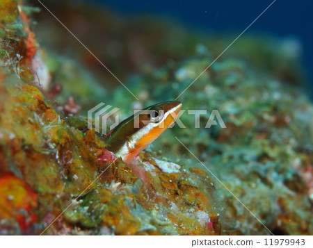 Minami Gimpo 11979943