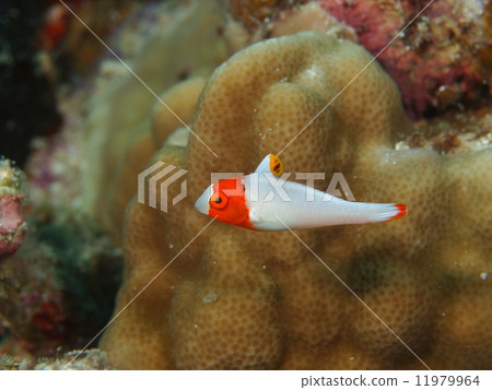 Irobudai juvenile fish 11979964