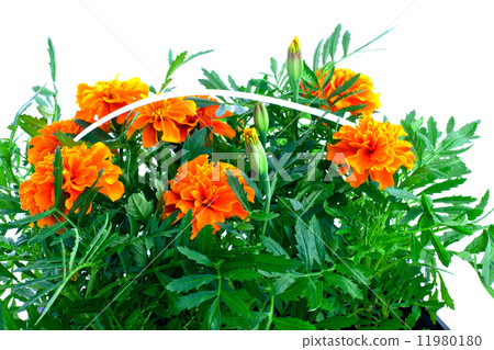 bright orange marigolds in plastic pots bright orange marigolds in plastic pots 11980180