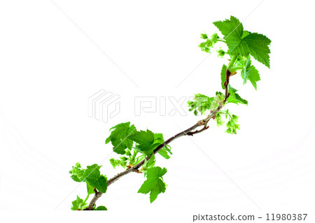 young green sprout of currant on a white background young green sprout of currant on a white background 11980387