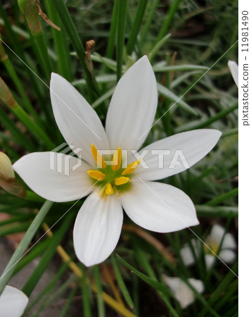 Thamas Dale Thamas Dale 11981490
