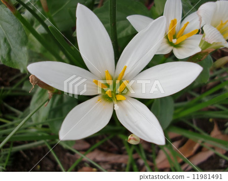 Thamas Dale 11981491