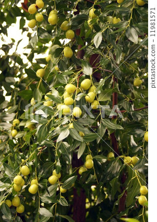 Jujube Jujube 11981571
