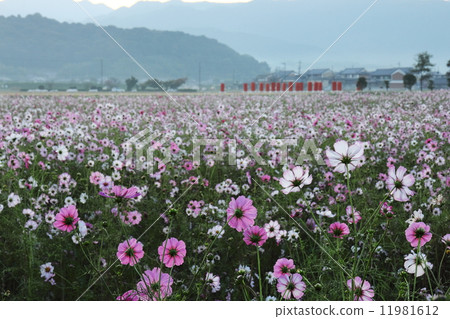 Fujiwara Temple early morning cosmos field 11981612