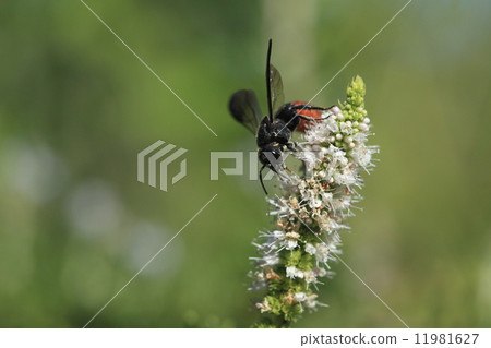 Creatures Insects Harasshakis Hakiri Madrib bees, mosquitoes with spearmint flowers 11981627