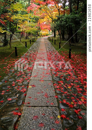 Kamoin · Entrance of autumn leaves 11981658