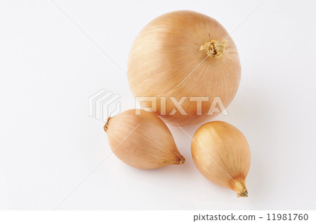 Yellow onion 11981760