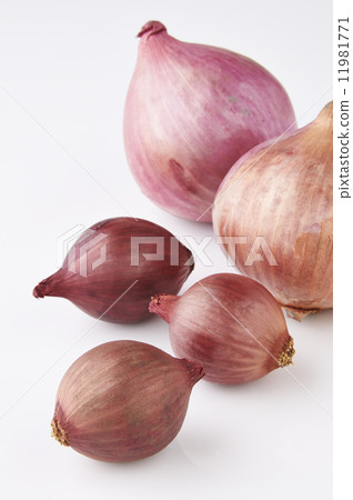 紅洋蔥 11981771