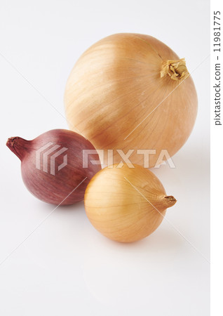 onion onion 11981775