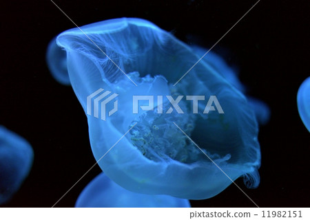 jellyfish jellyfish 11982151