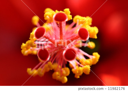 芙蓉花核心 11982176