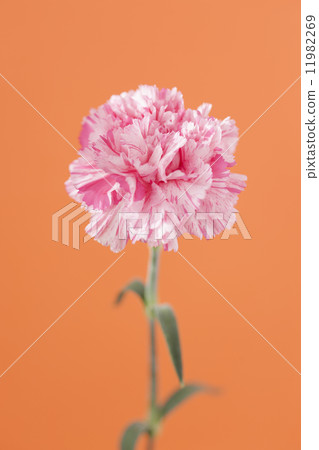 Carnation  11982269