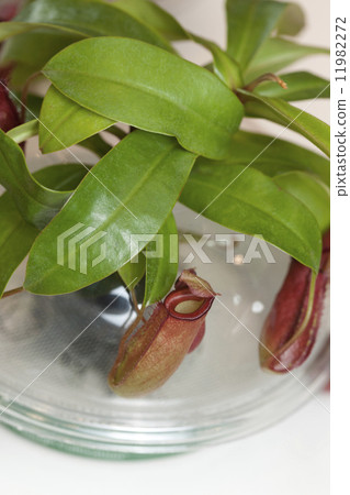 Ugubon Kuzura 11982272