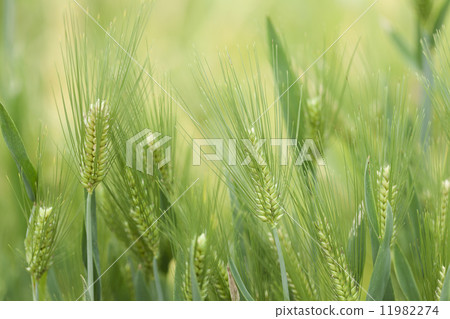 Ear of wheat Ear of wheat 11982274
