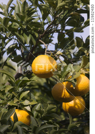 Summer orange field 11982480