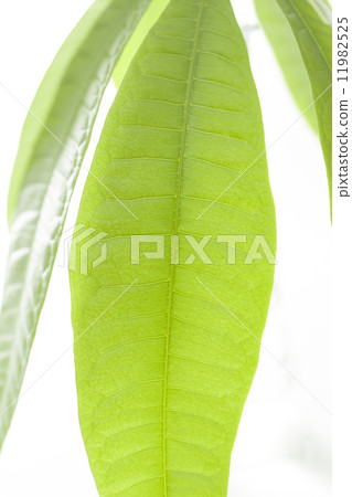 Pakira離開 11982525