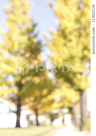 Ginkgo bunches in Komazawa Park Ginkgo bunches in Komazawa Park 11982526