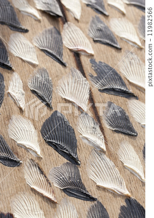 Dried fugue fin 11982566