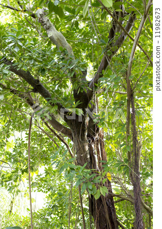 Banyan tree 11982673
