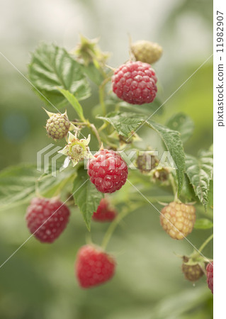 Loveberry field 11982907
