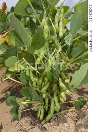 毛豆農場幸運獅子 毛豆農場幸運獅子 11983008