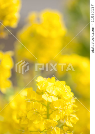 強姦開花 11983157