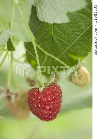 Loveberry field 11983535