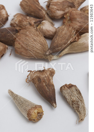 小蒼蘭球莖 11983643