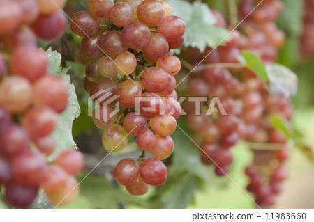 葡萄園啟少女 葡萄園啟少女 11983660