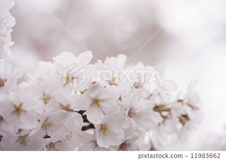櫻花花 11983662
