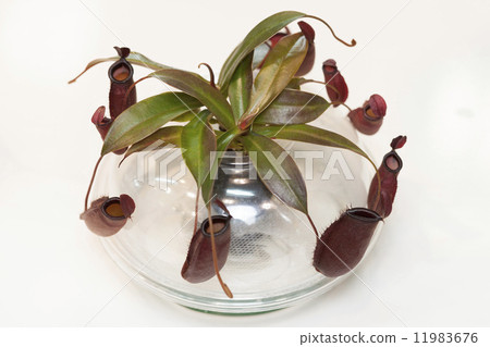 Ugubon Kuzura Ugubon Kuzura 11983676