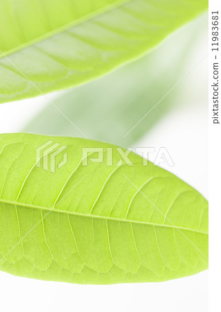 Pakira離開 11983681