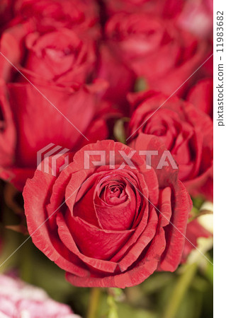 一朵紅玫瑰 11983682
