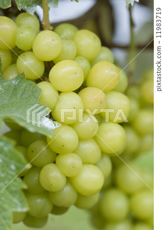 葡萄園閃耀馬斯喀特 葡萄園閃耀馬斯喀特 11983719