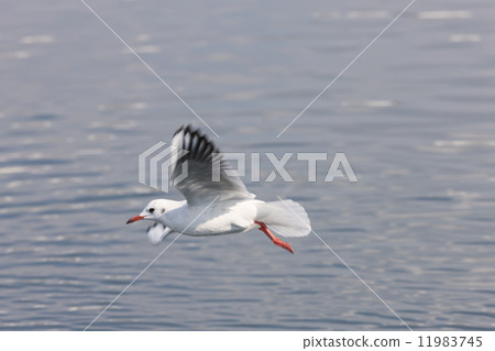 seagull seagull 11983745