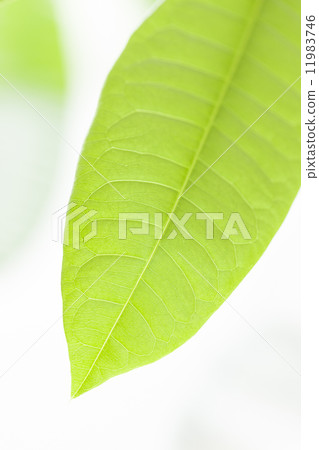 Pakira離開 11983746