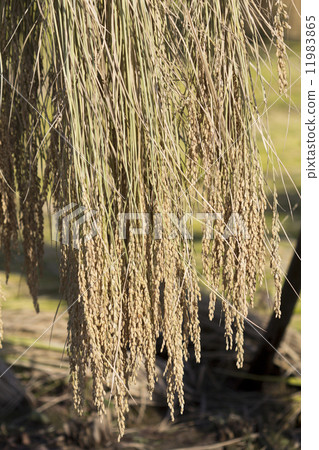 Rain sunny sun Rain sunny sun 11983865