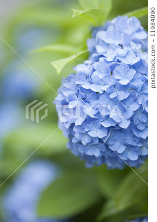 Hydrangea flowers with rain Hydrangea flowers with rain 11984090