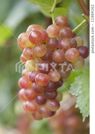 葡萄園啟少女 11984162