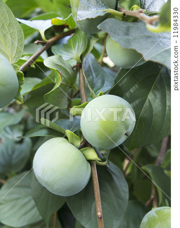 Blue persimmon Blue persimmon 11984330