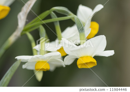 Daffodil flowers Daffodil flowers 11984446