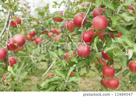 Apple farm sunshine 11984547